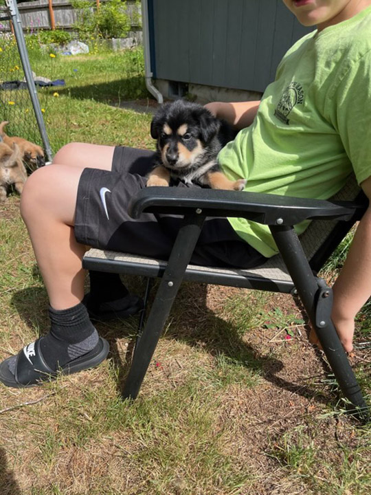chinook dog